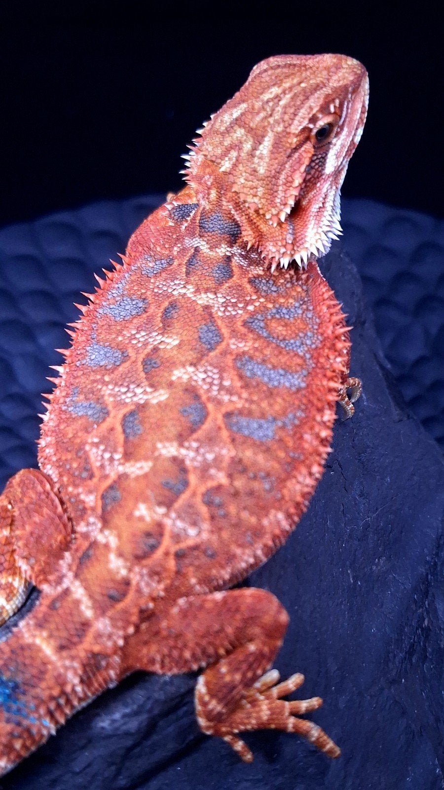 50% Red Monster Extreme Blue Tiger Baardagaam Man B