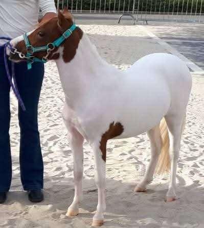 Zeer lieve mini pony's, Dieren en Toebehoren, Pony's, Met stamboom, Niet van toepassing, A pony (tot 1.17m), Meerdere dieren