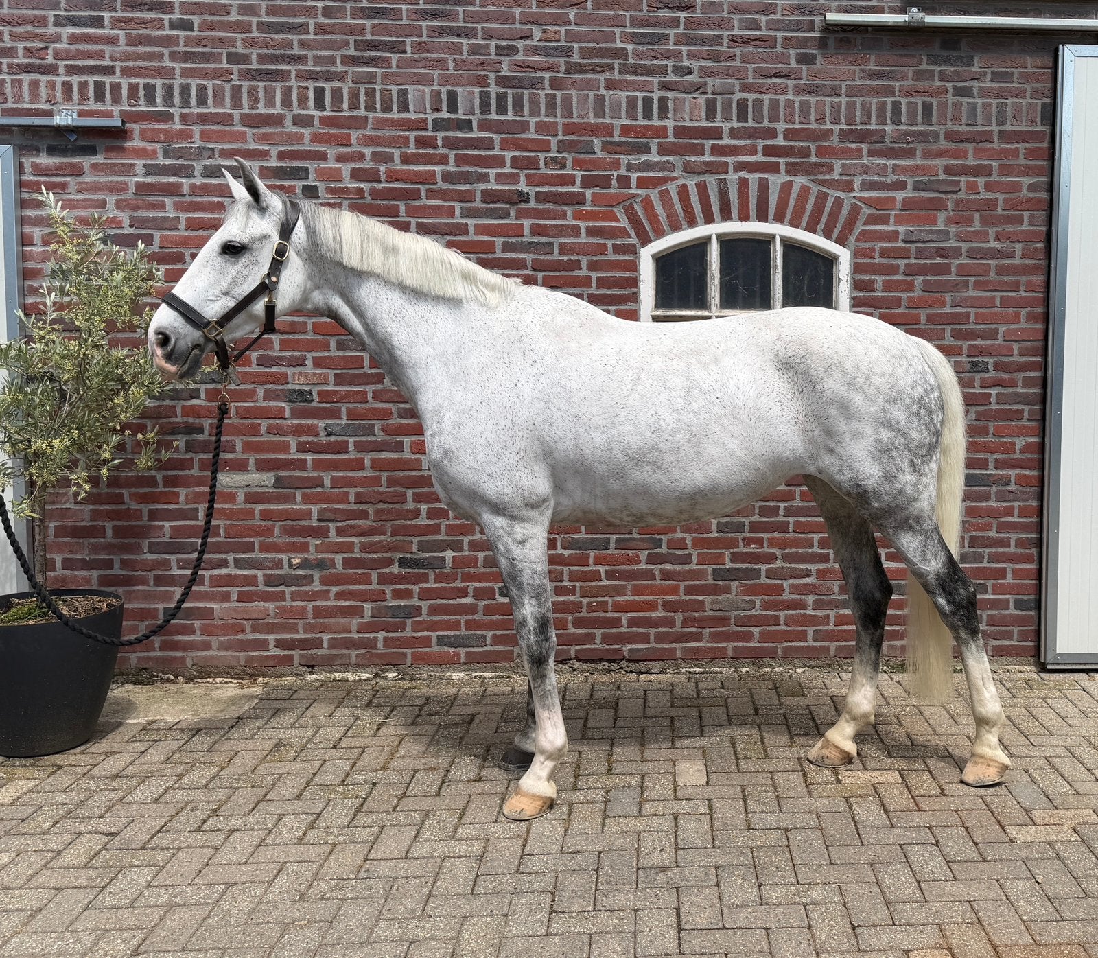 Springpaard 162m, Dieren en Toebehoren, Paarden, Merrie, L, 160 tot 165 cm, 7 tot 10 jaar, Springpaard, Met stamboom, Gechipt
