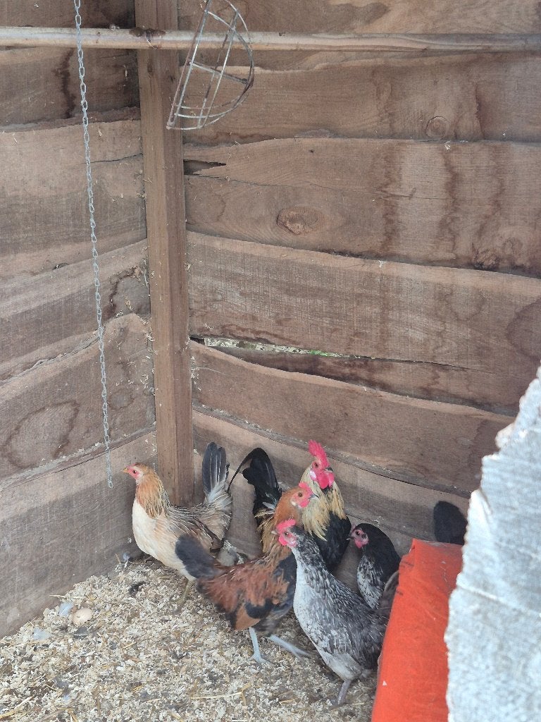 Krielkippen te koop, Dieren en Toebehoren, Meerdere dieren, Kip