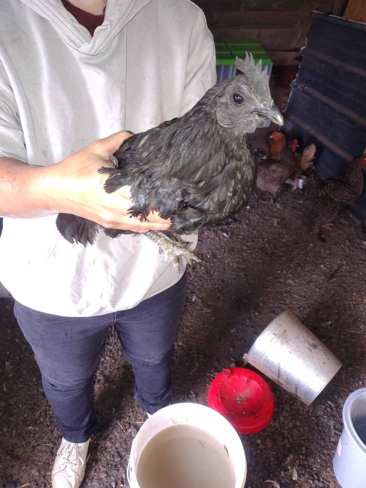 ayam cemani koppel, Dieren en Toebehoren, Kip