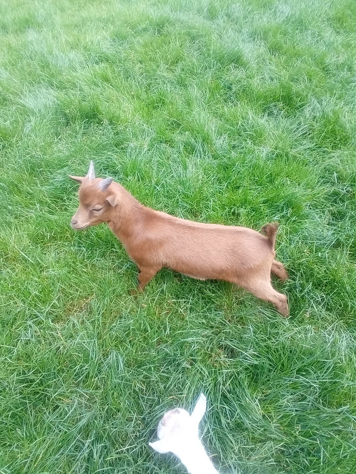Dwerggeitjes, Dieren en Toebehoren