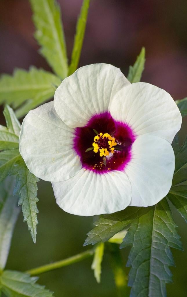 Graines de kénaf, Hibiscus cannabinus, « Hemp Hollyhock », Jardin & Terrasse, Envoi