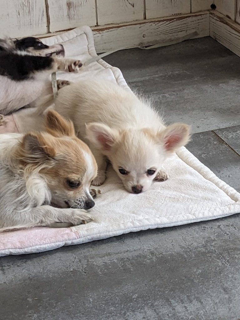 chihuahua pups, België, Fokker | Hobbymatig, CDV (hondenziekte), 8 tot 15 weken