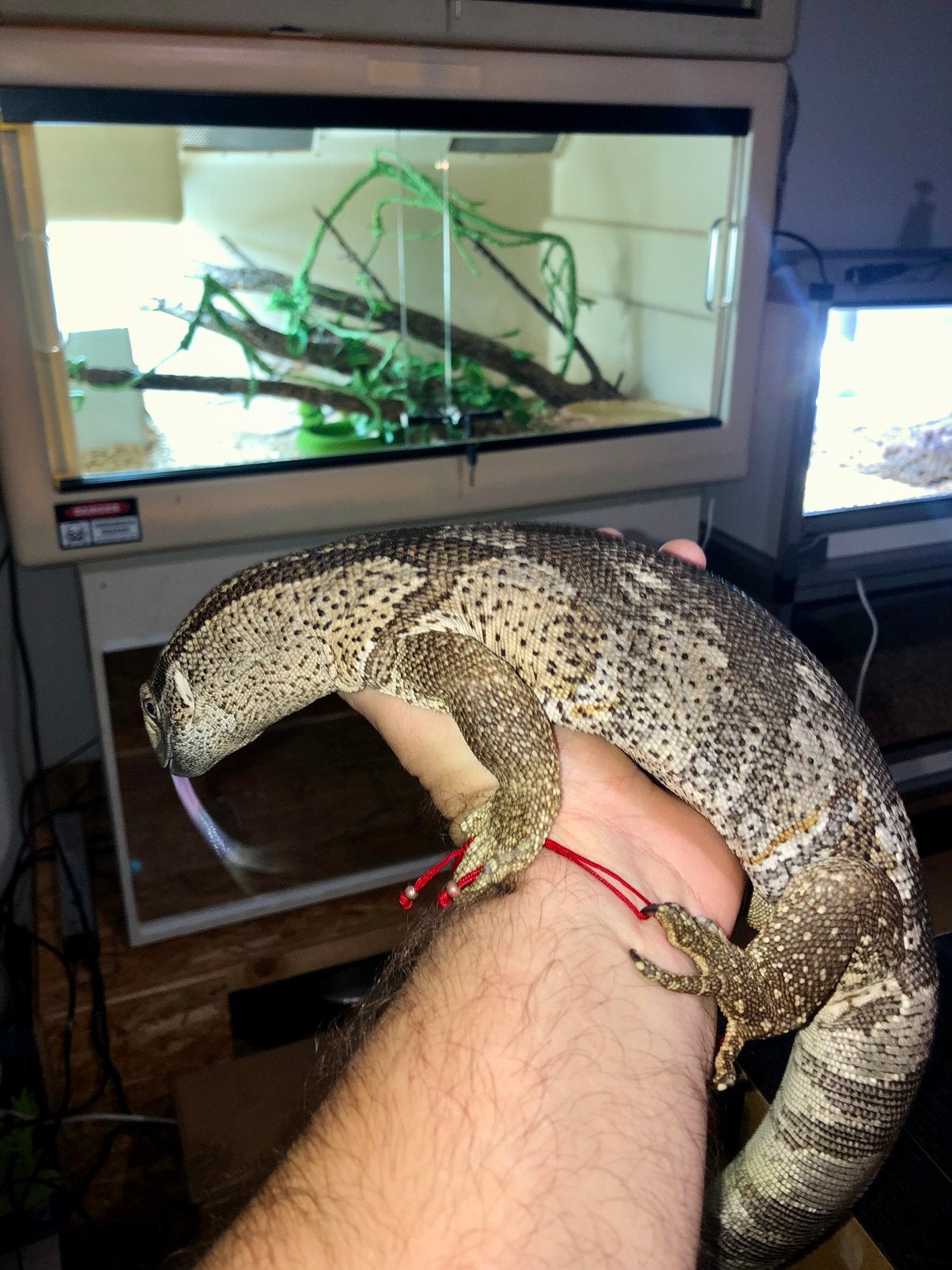 0.0.1 CBB26’ Varanus albigularis albigularis, Dieren en Toebehoren