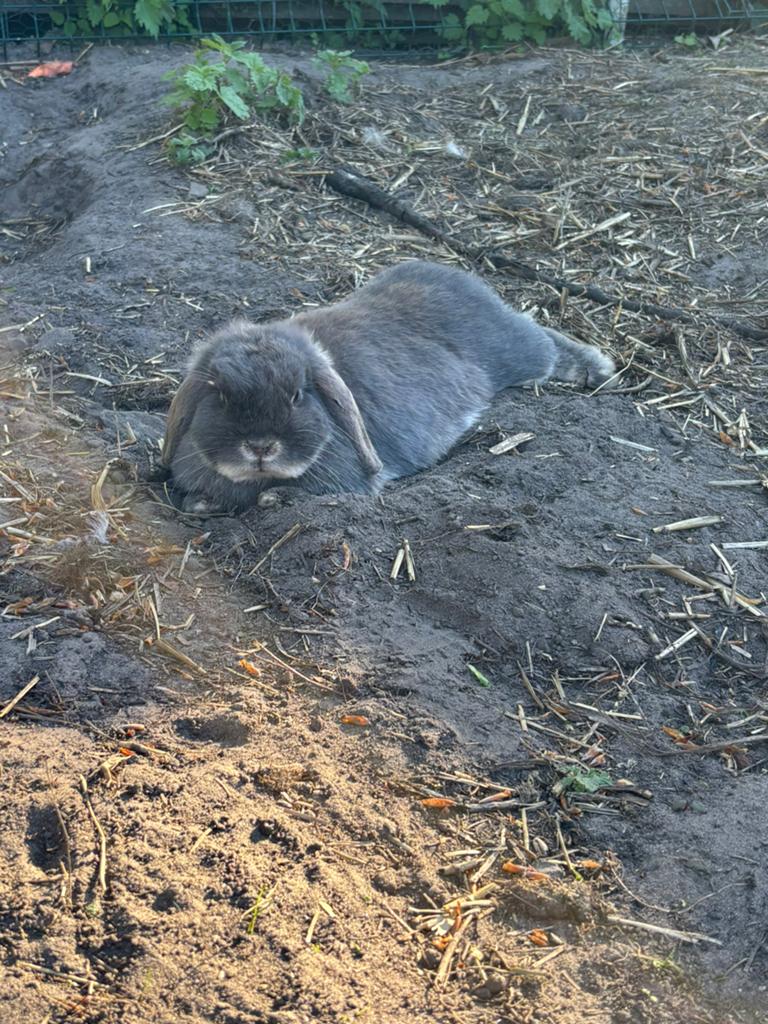 Super mooie minilop voedster zoekt mooi huisje, Animaux & Accessoires, Lapins, Femelle, Nain, Oreilles tombantes, 0 à 2 ans