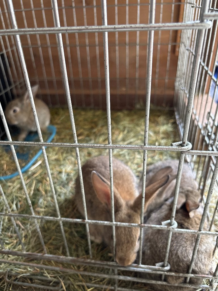 Kleine Konijntjes, Meerdere dieren, Klein, 0 tot 2 jaar