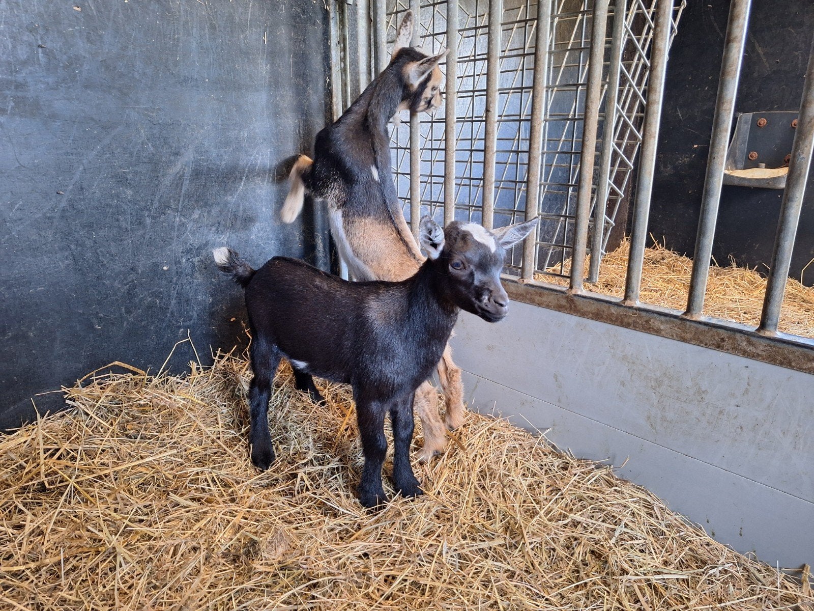 Belle chèvre noire sans cornes, Animaux & Accessoires, Moutons, Chèvres & Cochons