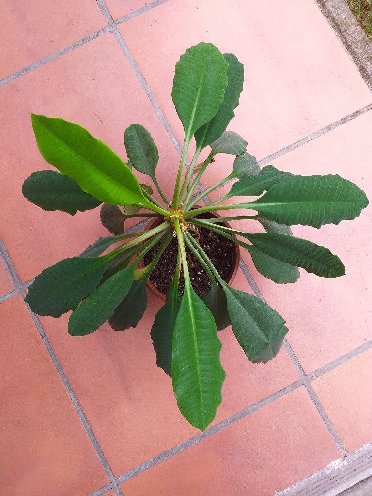 Madagascar jewelplant, Huis en Inrichting, Ophalen, Vetplant, Minder dan 100 cm