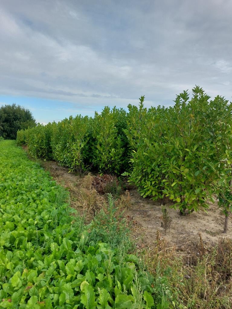 Prunus laurocerasus Rotundifolia, Enlèvement, Haie