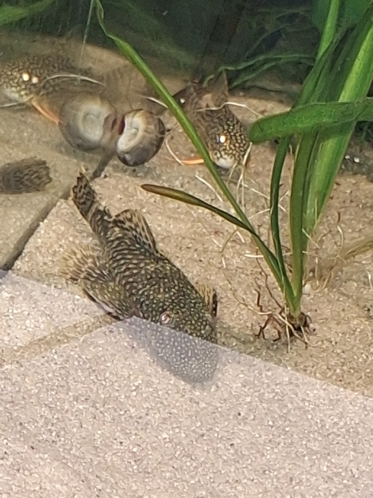 vrouwelijke ancistrus, Vis, Zoetwatervis