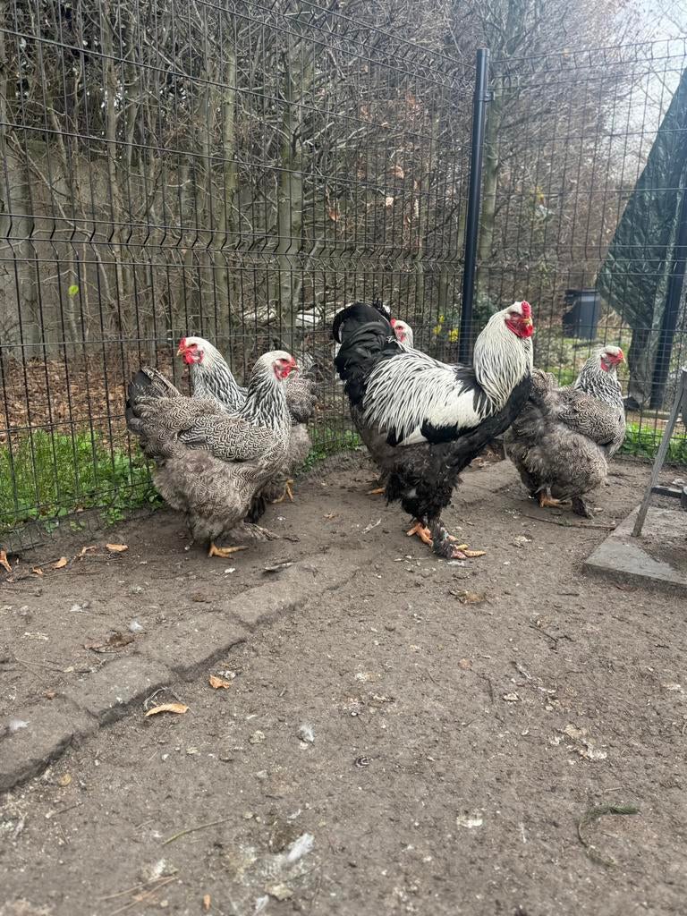 Brahma groothonder hennen kuikens, meerdere kleuren, Dieren en Toebehoren, Vrouwelijk, Kip