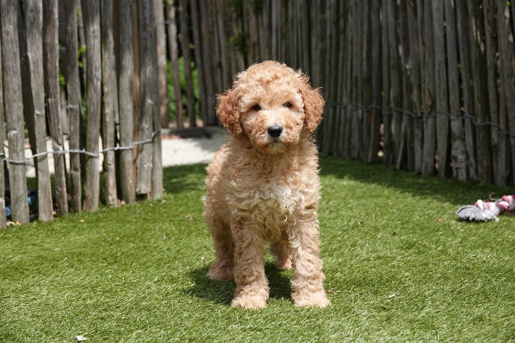 Prachtige abrikooskleurige Goldendoodle pups (medium), België, Overige rassen, CDV (hondenziekte), 8 tot 15 weken