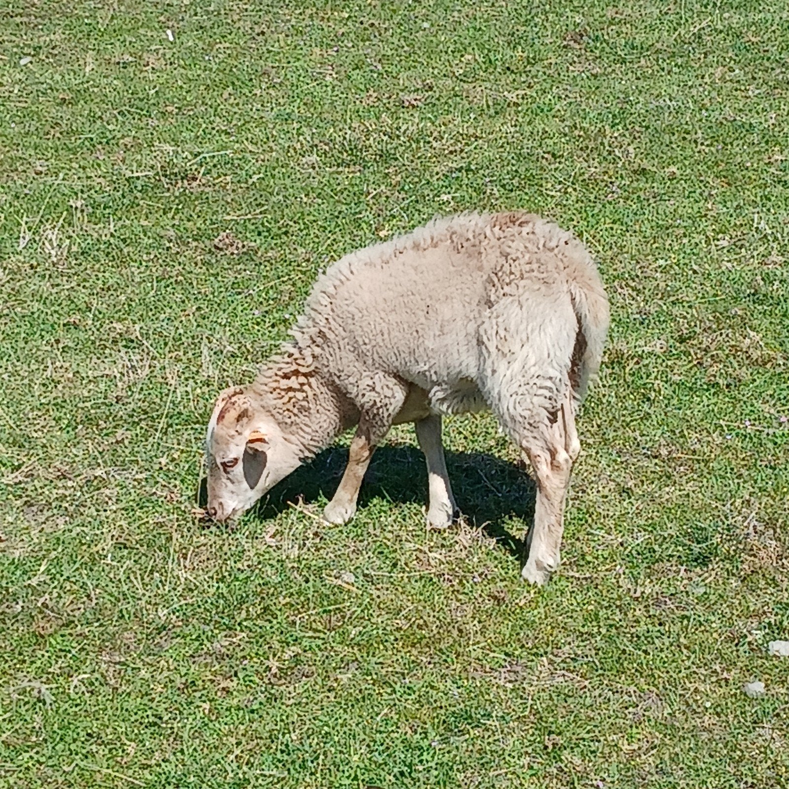 3 gekruisde soay ramlammeren