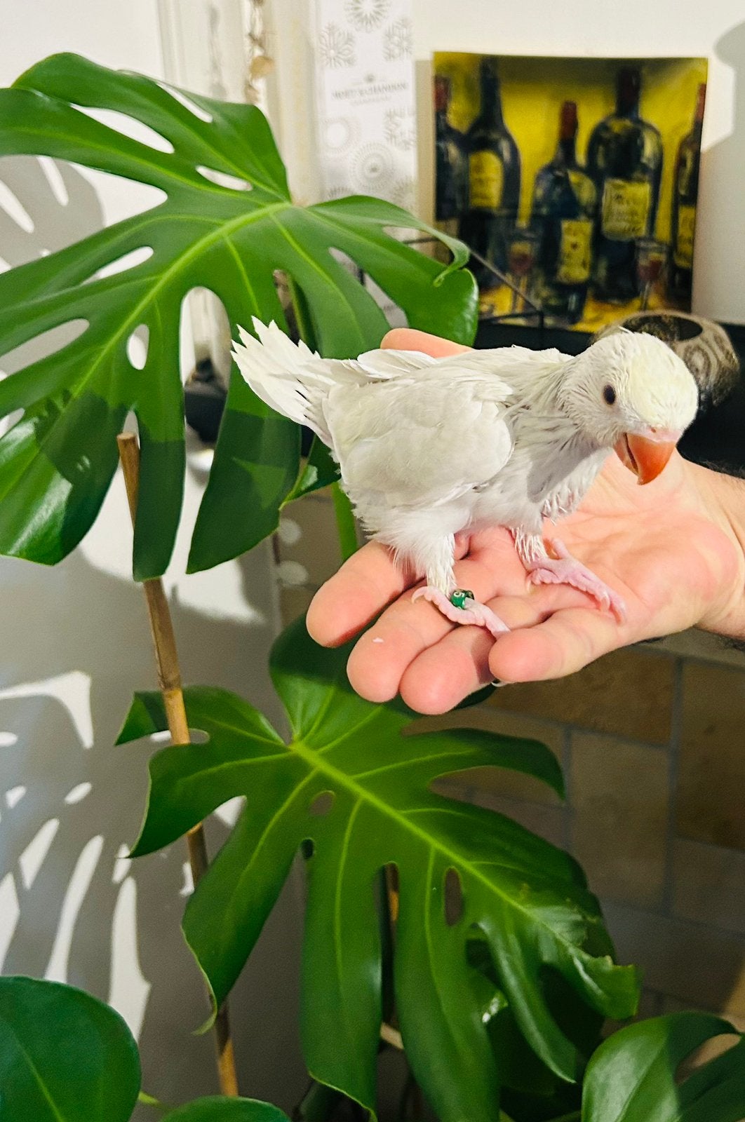 Handtamme baby halsbandparkieten 4 weken oud, Dieren en Toebehoren, Geslacht onbekend, Geringd