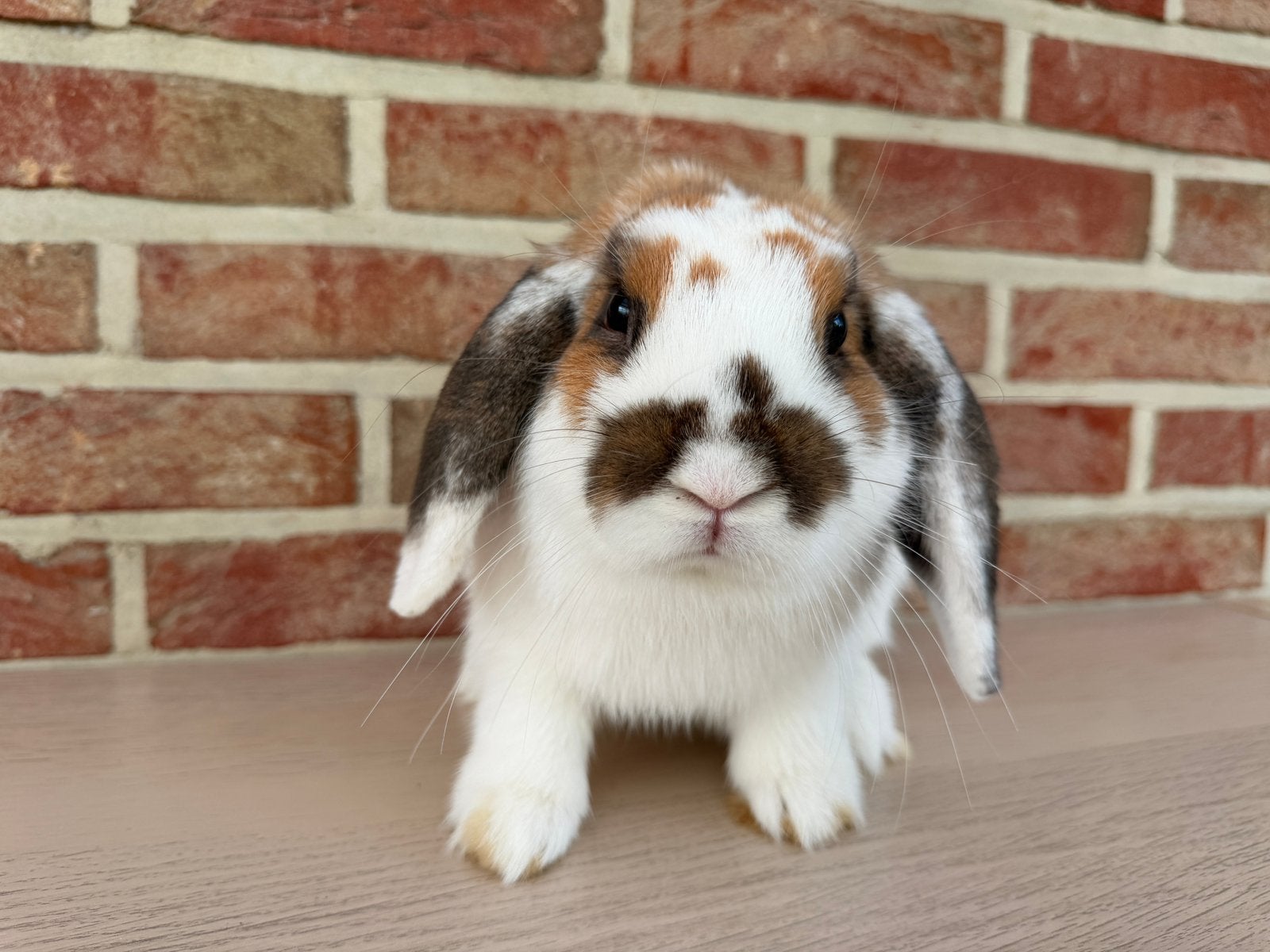 Lapin Minilop cherche une nouvelle maison, Animaux & Accessoires, Lapins, Mâle, Taille moyenne, Oreilles tombantes, 0 à 2 ans