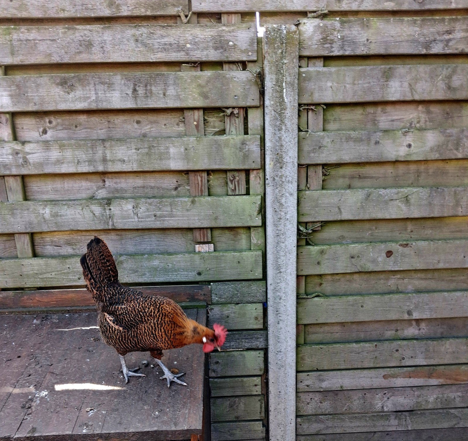 kippen, Dieren en Toebehoren, Pluimvee