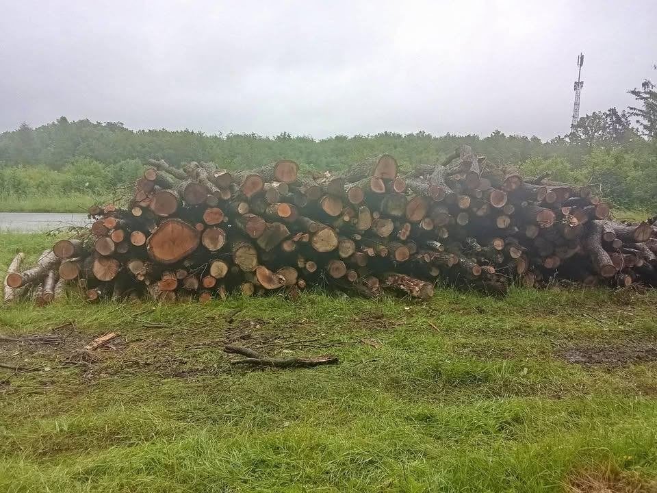 Bois de chauffage en 4m, 6 m³ ou plus, Enlèvement, Chêne, Troncs d'arbres