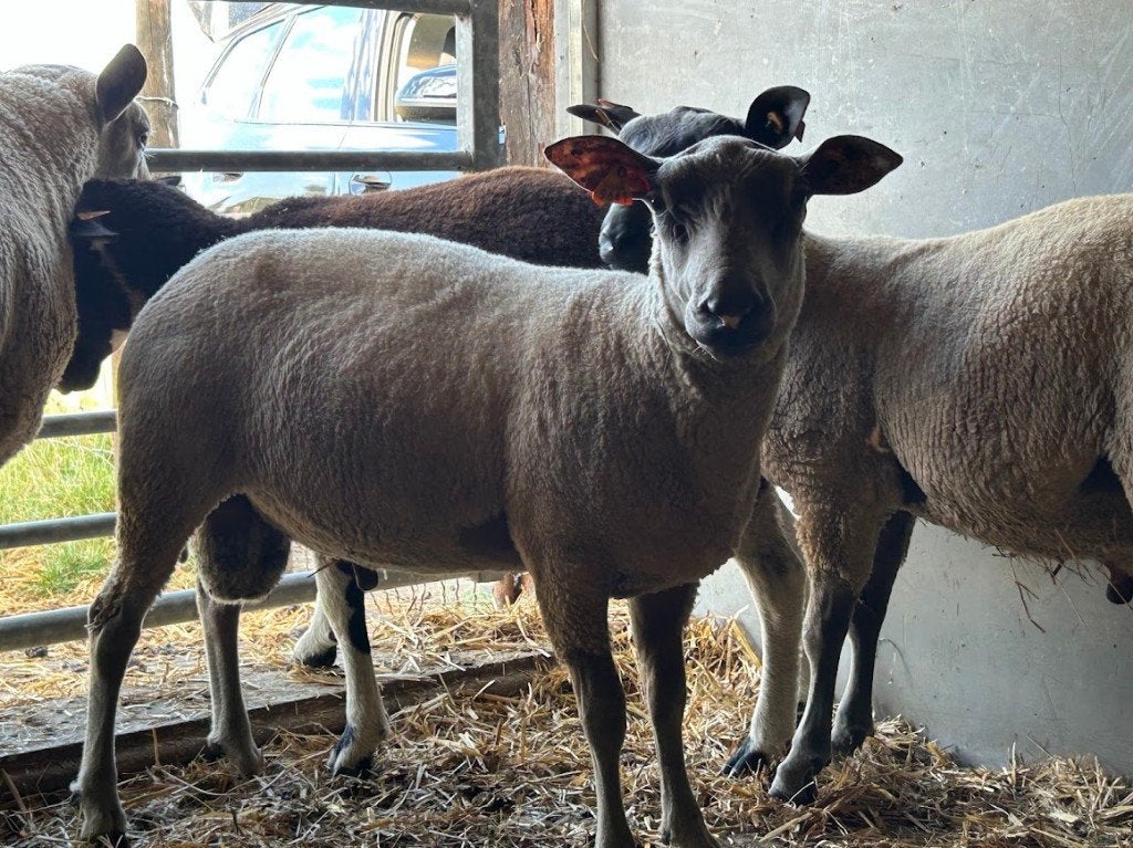 Dekbok 1 jaar oud, Mannelijk, Schaap, 0 tot 2 jaar