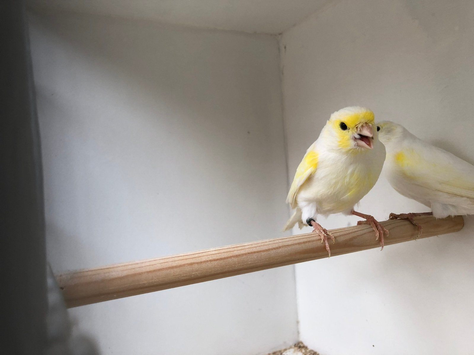 Beaucoup de musique, Animaux & Accessoires
