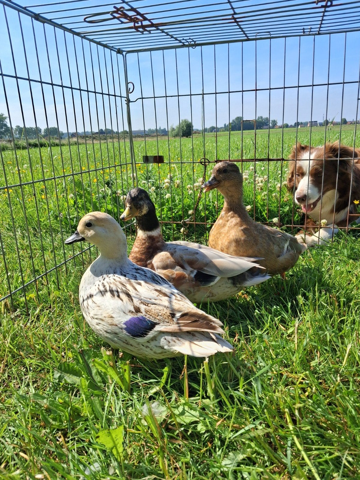Kweekgroep kwakers, Meerdere dieren, Eend
