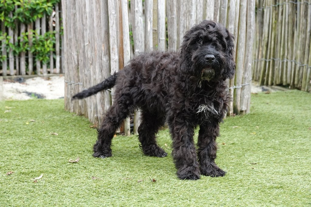 Zwart-witte Cockapoo pup, geteste ouders, België, Parvo, 15 weken tot 1 jaar, Reu