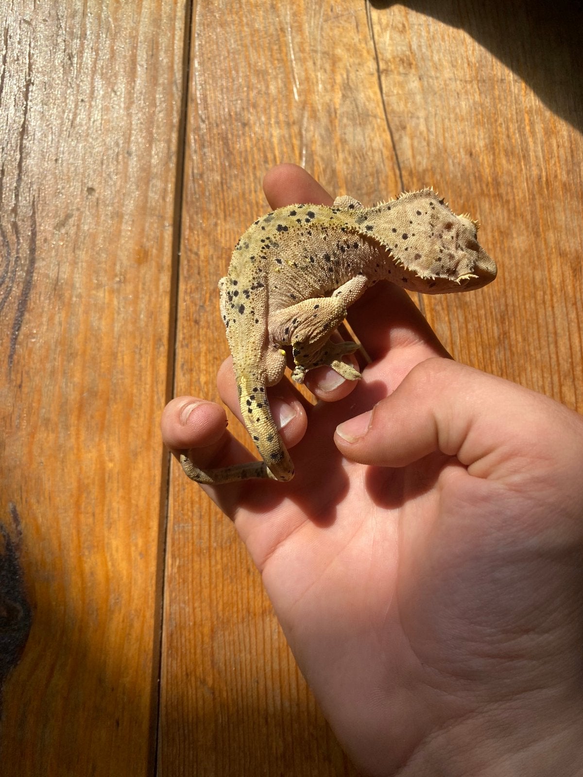 1x prachtige dalmatiër man wimpergekko, Dieren en Toebehoren, Hagedis, Tam, 3 tot 6 jaar