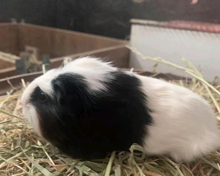 Te koop, jonge cavia's, Dieren en Toebehoren, Knaagdieren, Cavia, April, Meerdere dieren, Tam