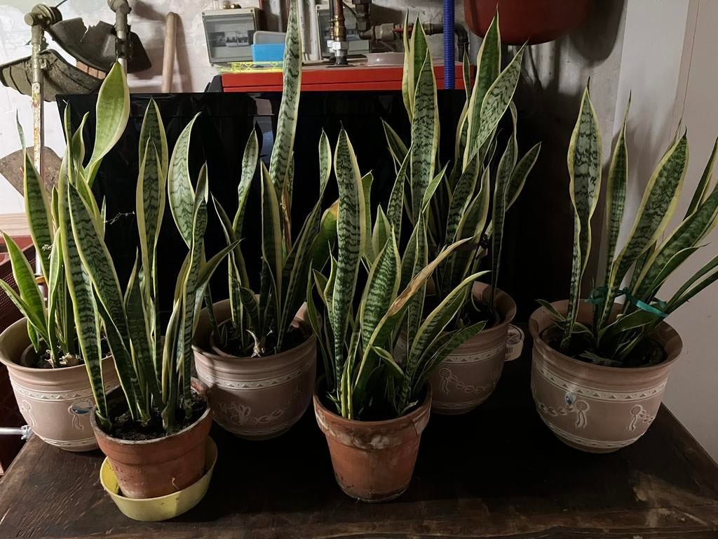 Sanseveria ( vrouwentongen ) te koop, Groene kamerplant, Ophalen, Halfschaduw