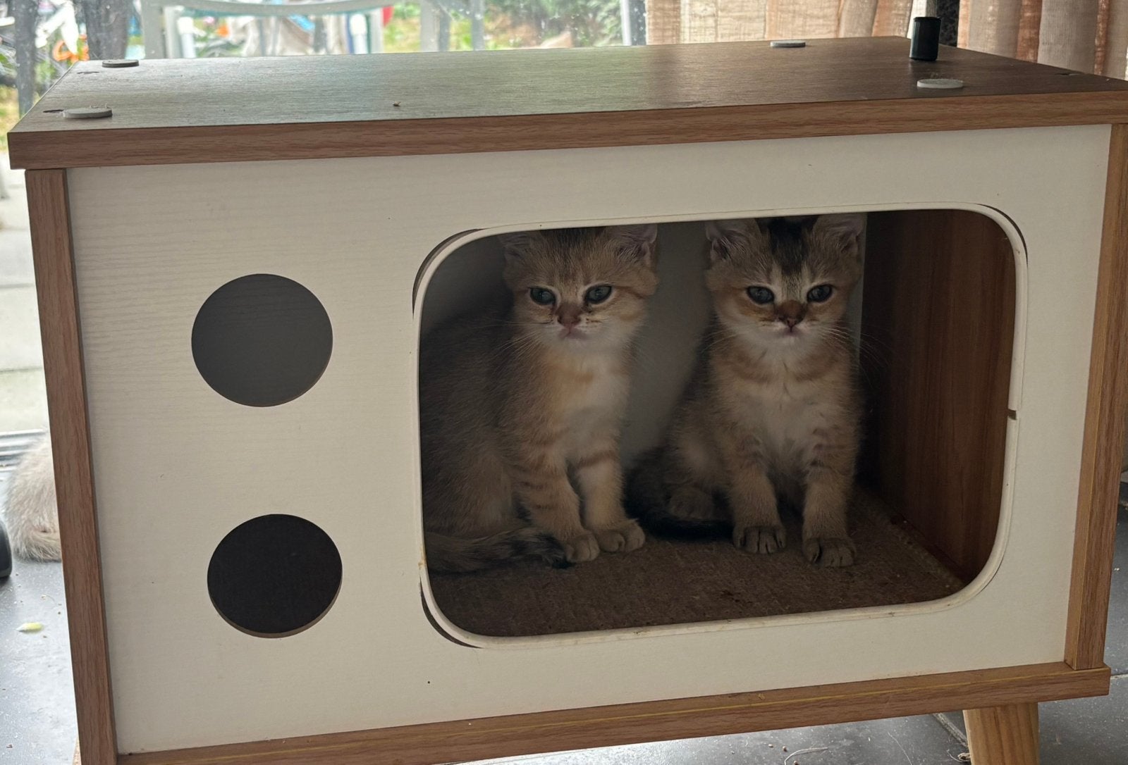 Brits korthaar kittens, Poes, Met stamboom, 0 tot 2 jaar