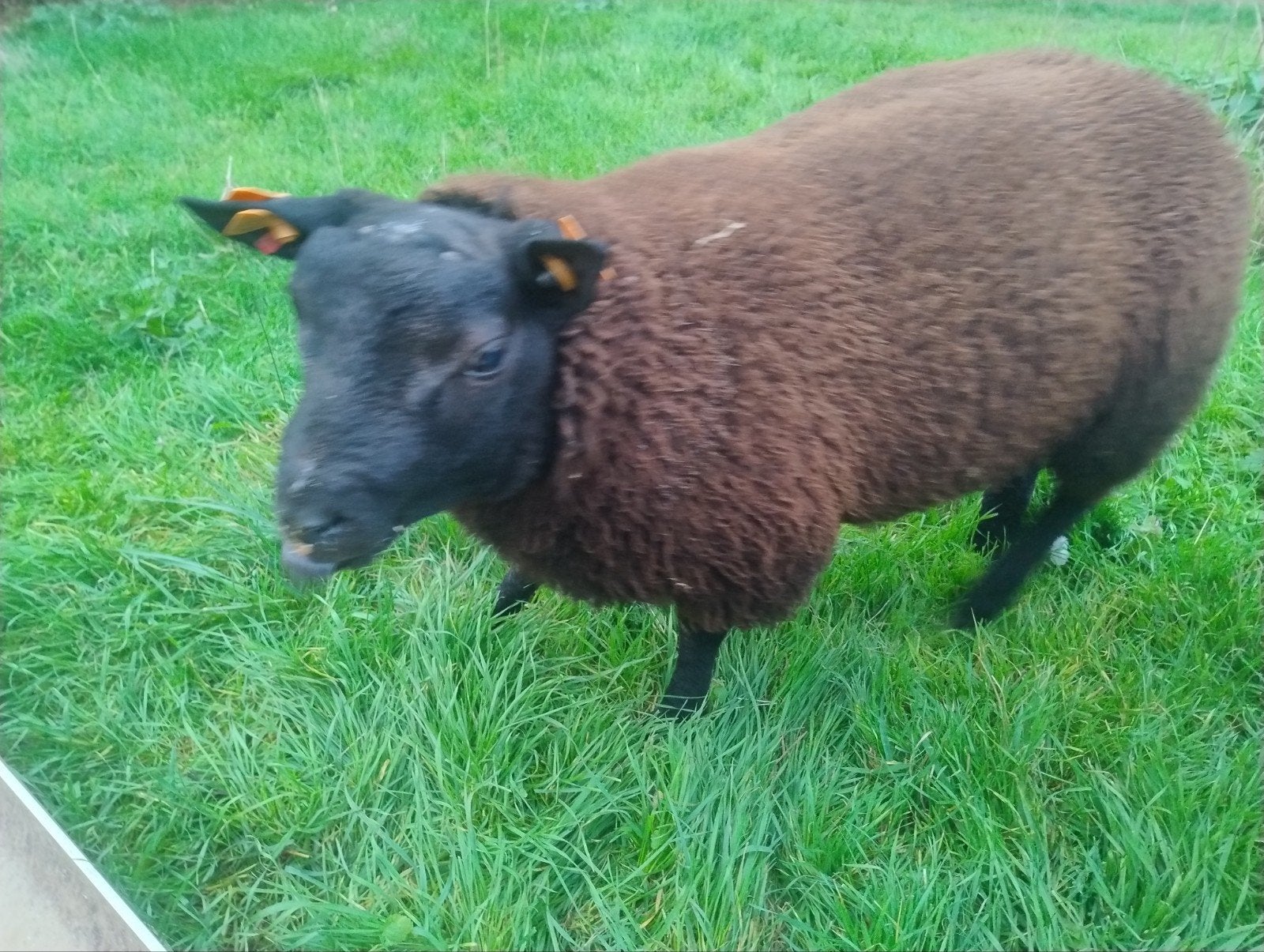 texel ram zwart, Animaux & Accessoires