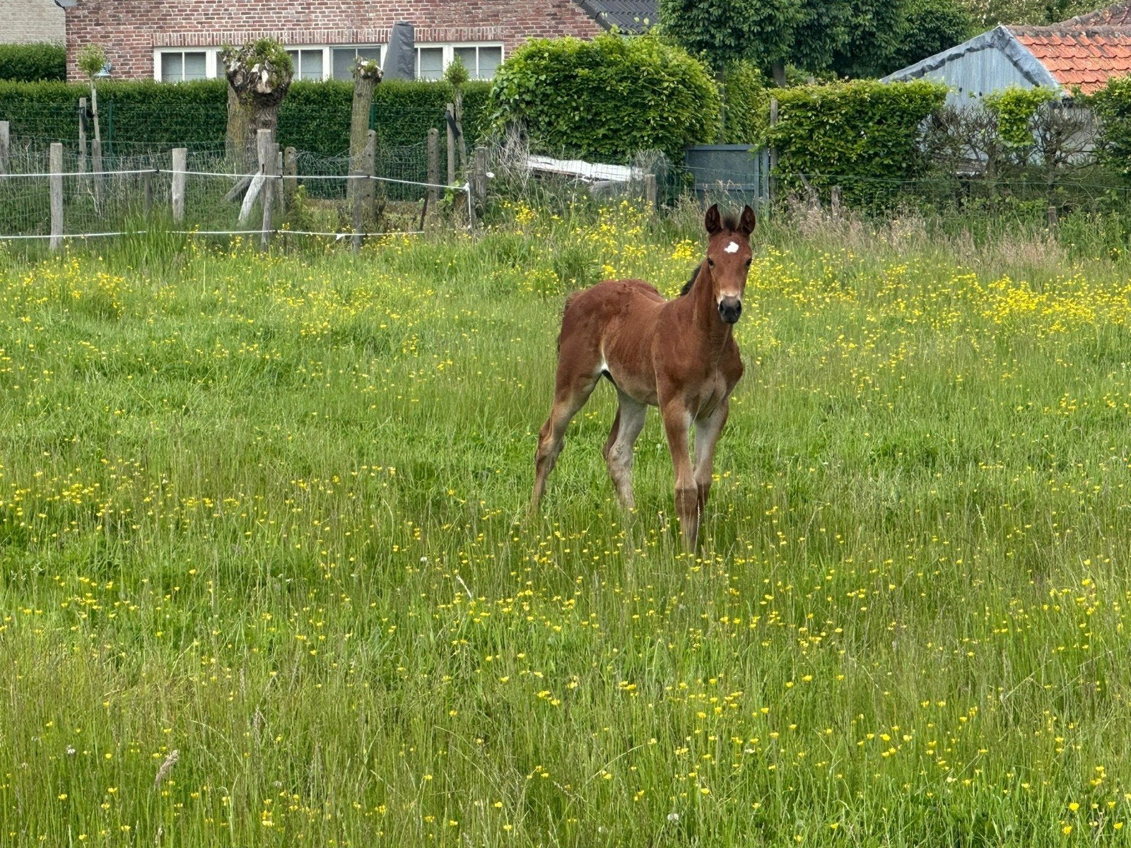 Merrie veulen van Ube vd Bisschop, Dieren en Toebehoren, Paarden, Merrie