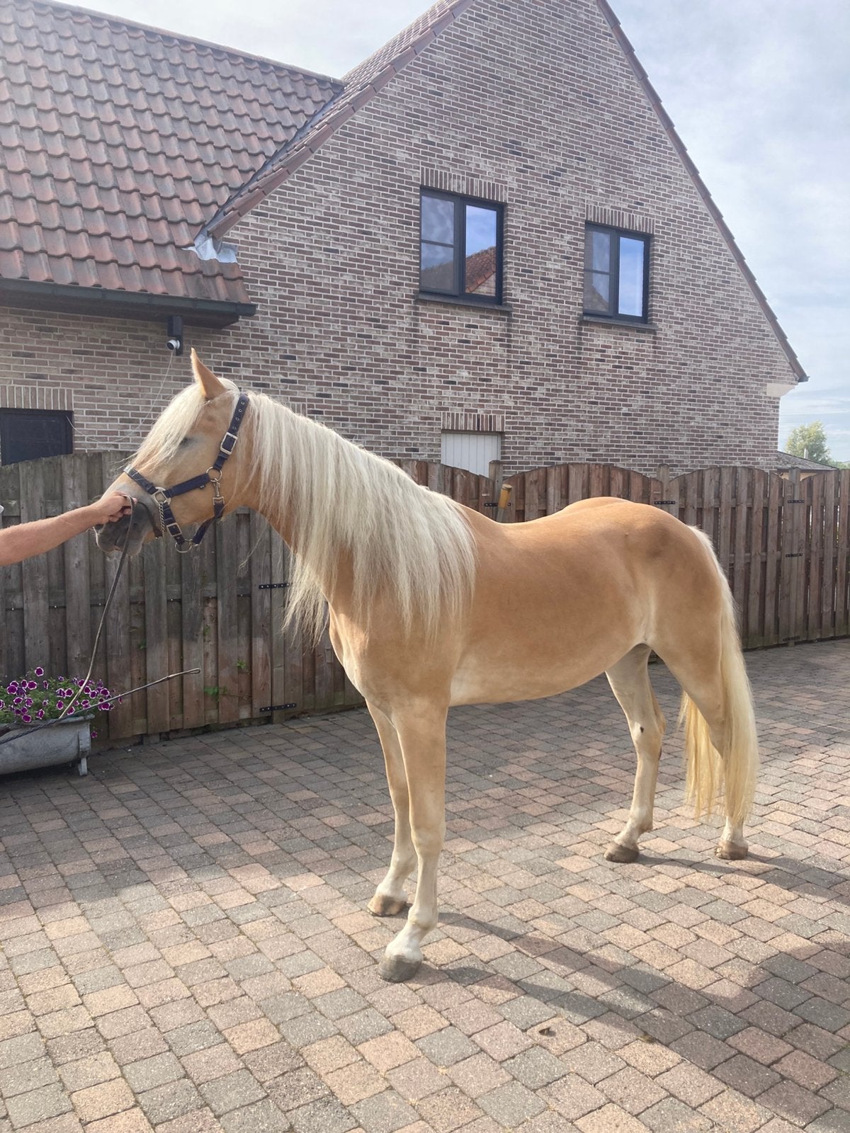 Te koop 3 jarige haflingermerrie, Jument