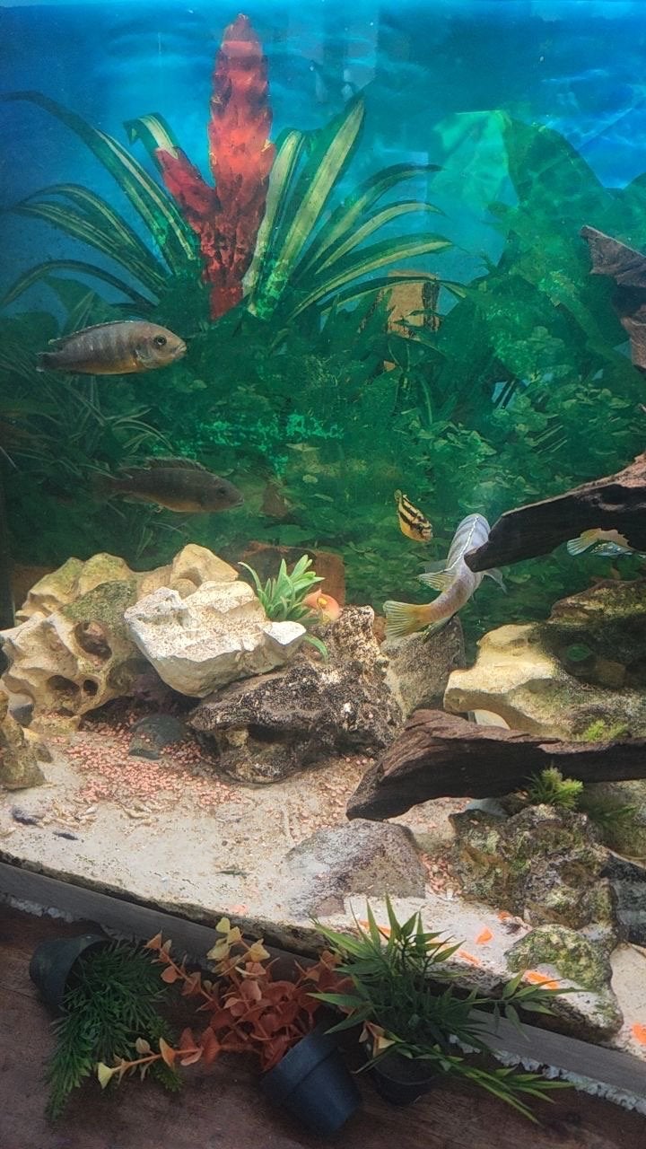 aqarium met alles erbij, Enlèvement, Pompe, Comme neuf, Autres types