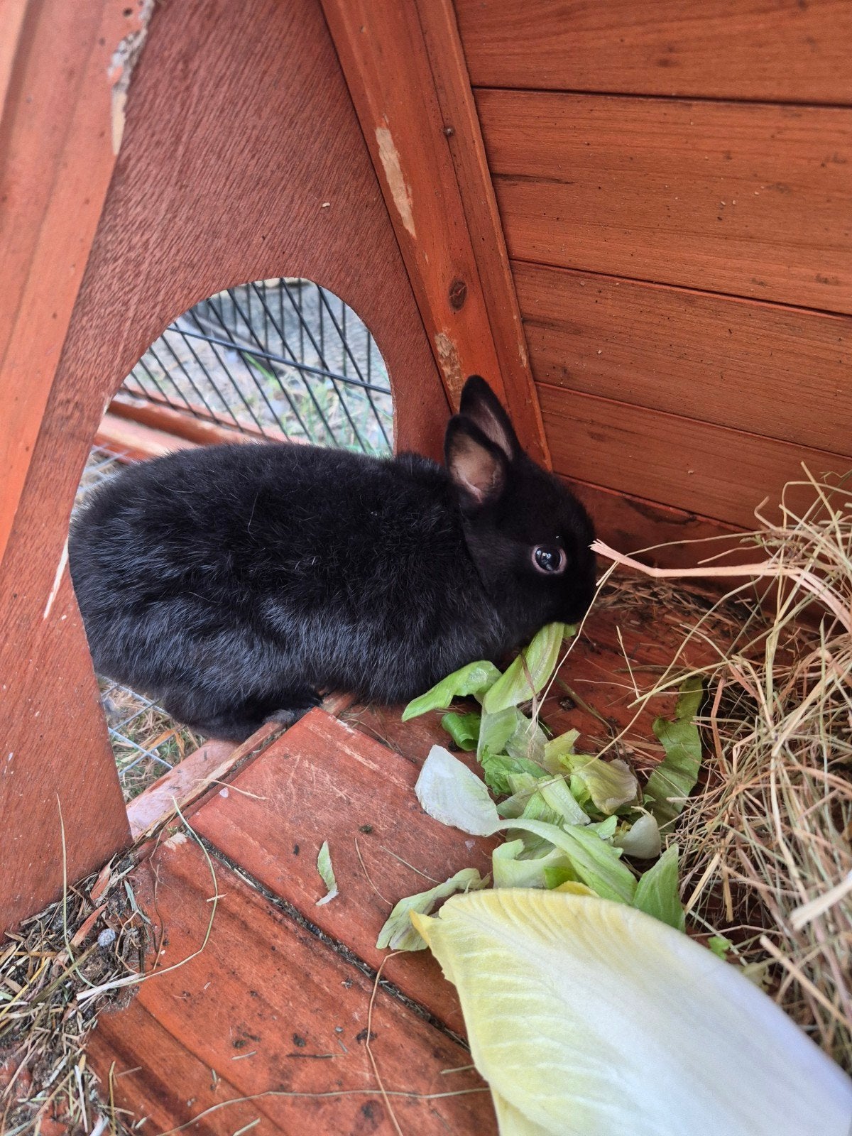 kleurdwerg rammetje, Animaux & Accessoires, Lapins