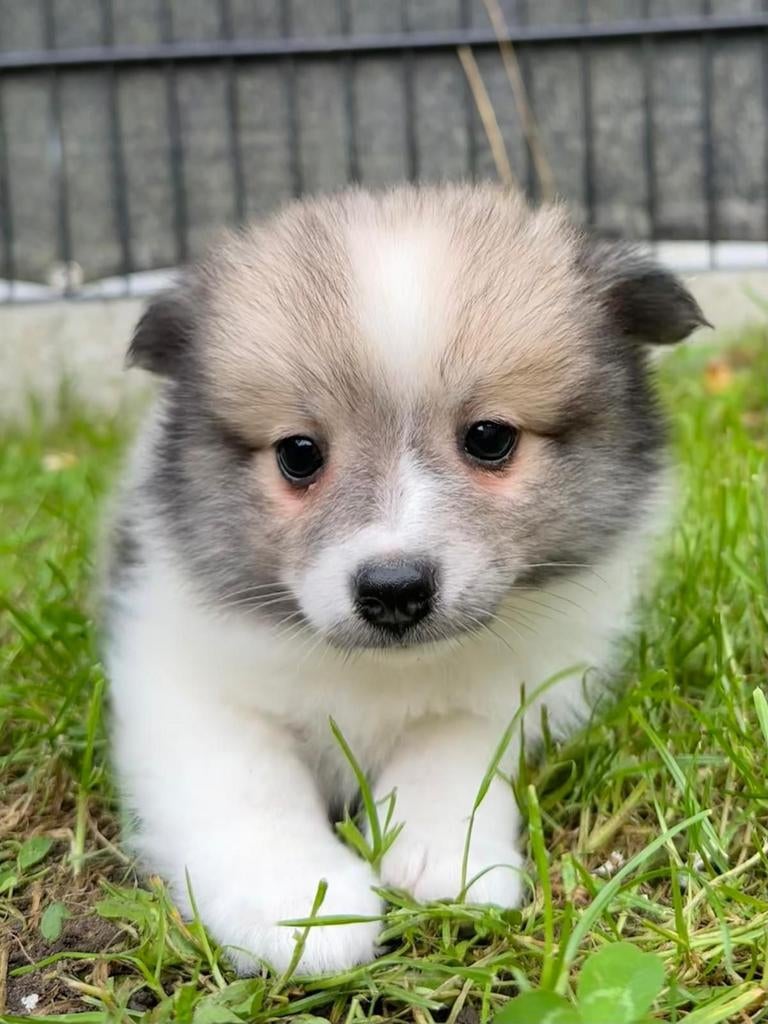 Lovely sweet keeshond pupjes, Dieren en Toebehoren, Honden | Poolhonden, Keeshonden en Oertypen, Meerdere dieren, Keeshond, Fokker | Professioneel