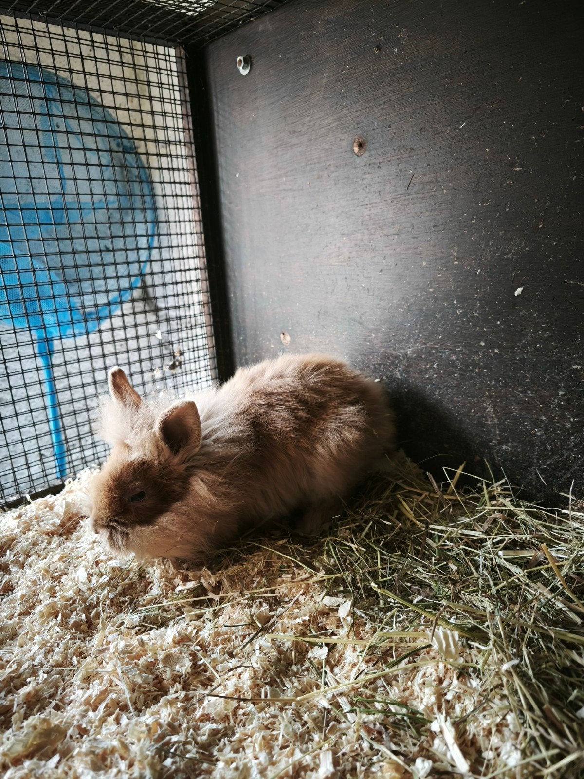 konijnen, Dieren en Toebehoren, Konijnen, Hangoor