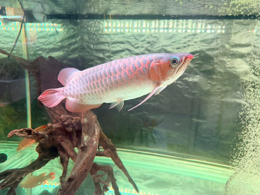 Superred Arowana 30cm met certificaat, Ophalen
