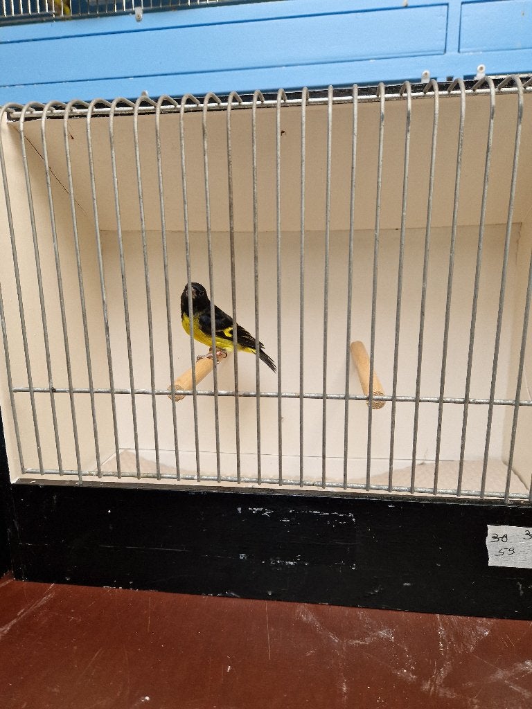 Yarrelsijzen en geelbuiksijzen, Dieren en Toebehoren, Meerdere dieren, Tropenvogel, Geringd