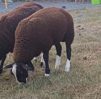 2 béliers Zwartbles