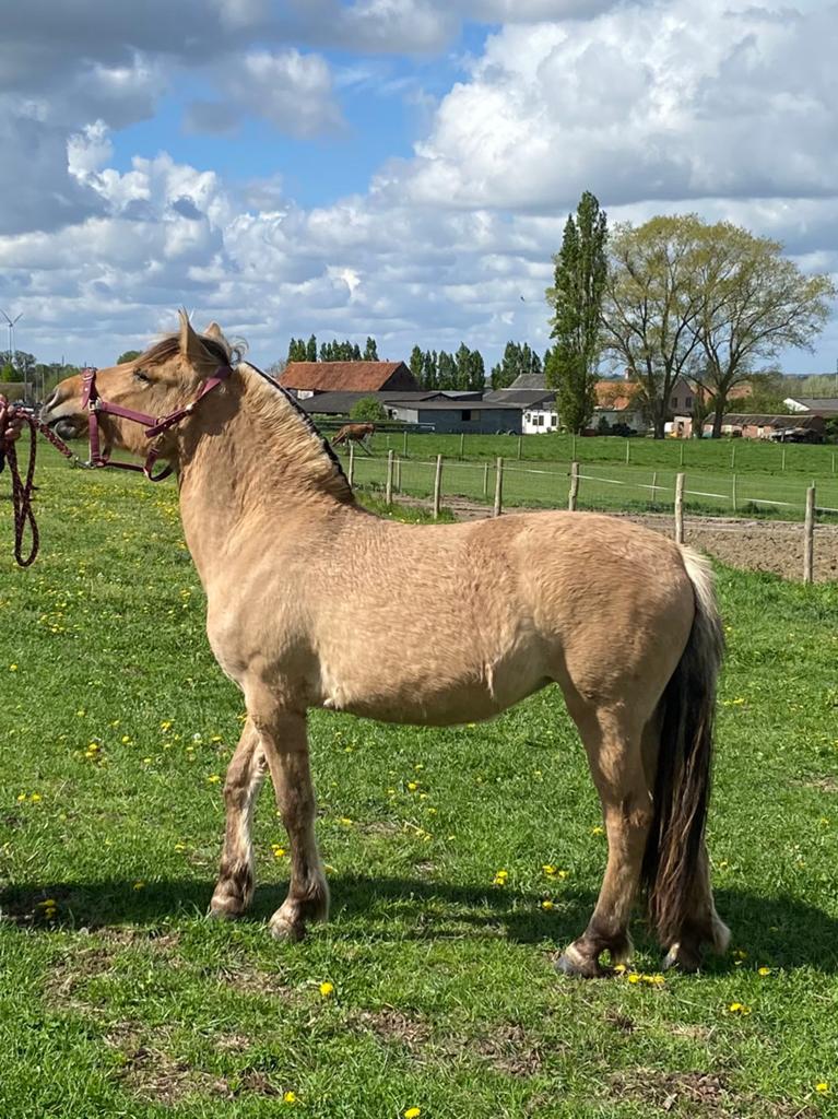 Bonnie , 2 jarige merrie, Moins de 160 cm, Avec puce électronique, 0 à 2 ans, Non dressé