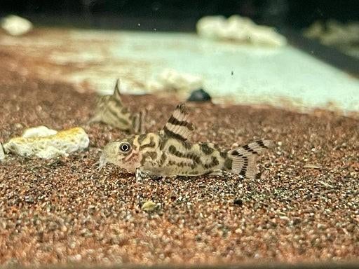 CW111 corydoras, Animaux & Accessoires, Poissons | Poissons d'aquarium, Autres types, Poisson d'eau douce