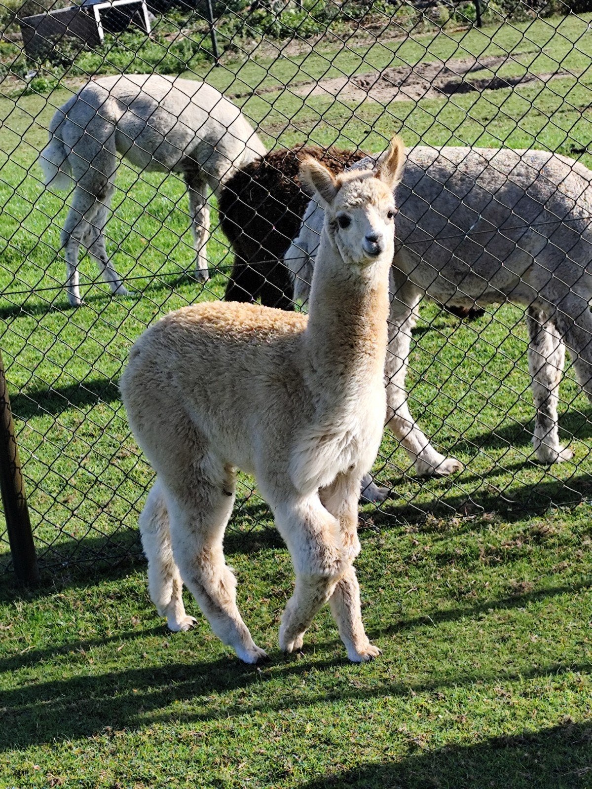 Diverse alpaca moeders met een mannelijke cria aan de voet, Dieren en Toebehoren, Mei, Mannelijk