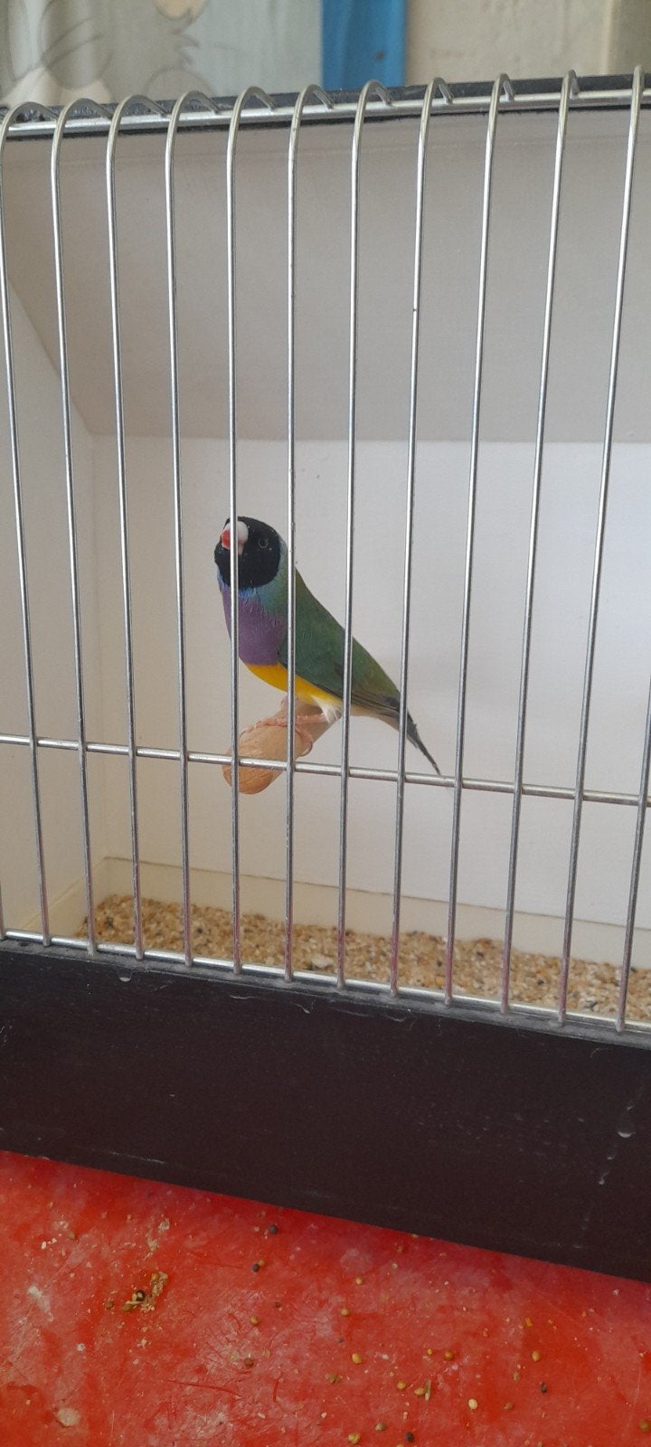 gouldamadines