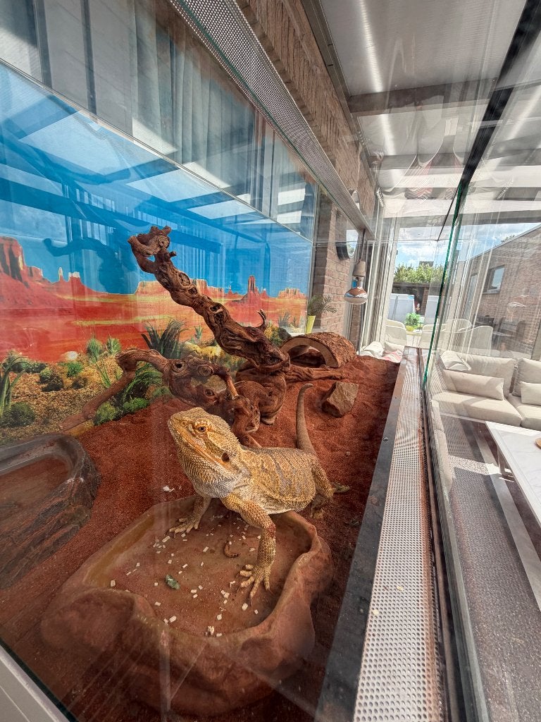 Baardagaam, Dieren en Toebehoren, Overige soorten, Met terrarium, 0 tot 2 jaar