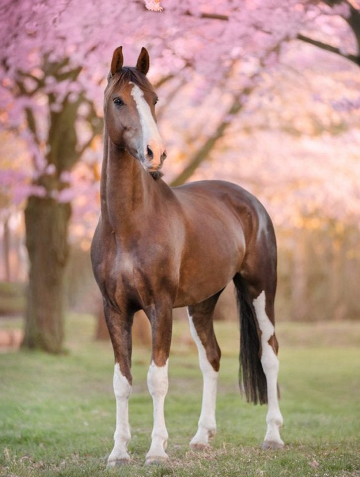 (Spring) paard/recreatiepaard GEZOCHT, Dieren en Toebehoren, Paarden, Merrie, M, Recreatiepaard