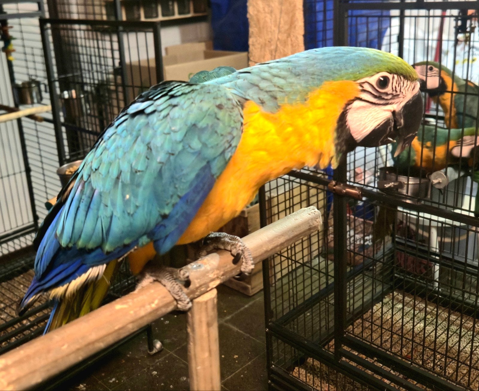 ara ararauna