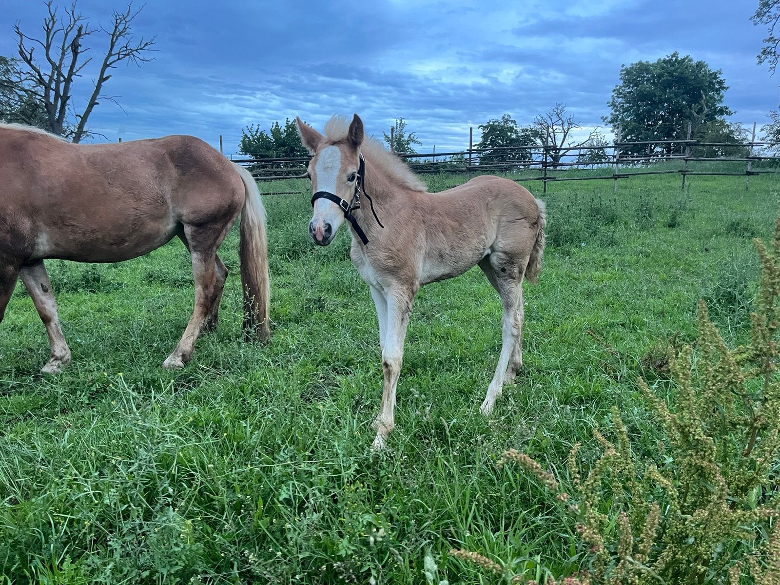 Haflinger veulens, Dieren en Toebehoren