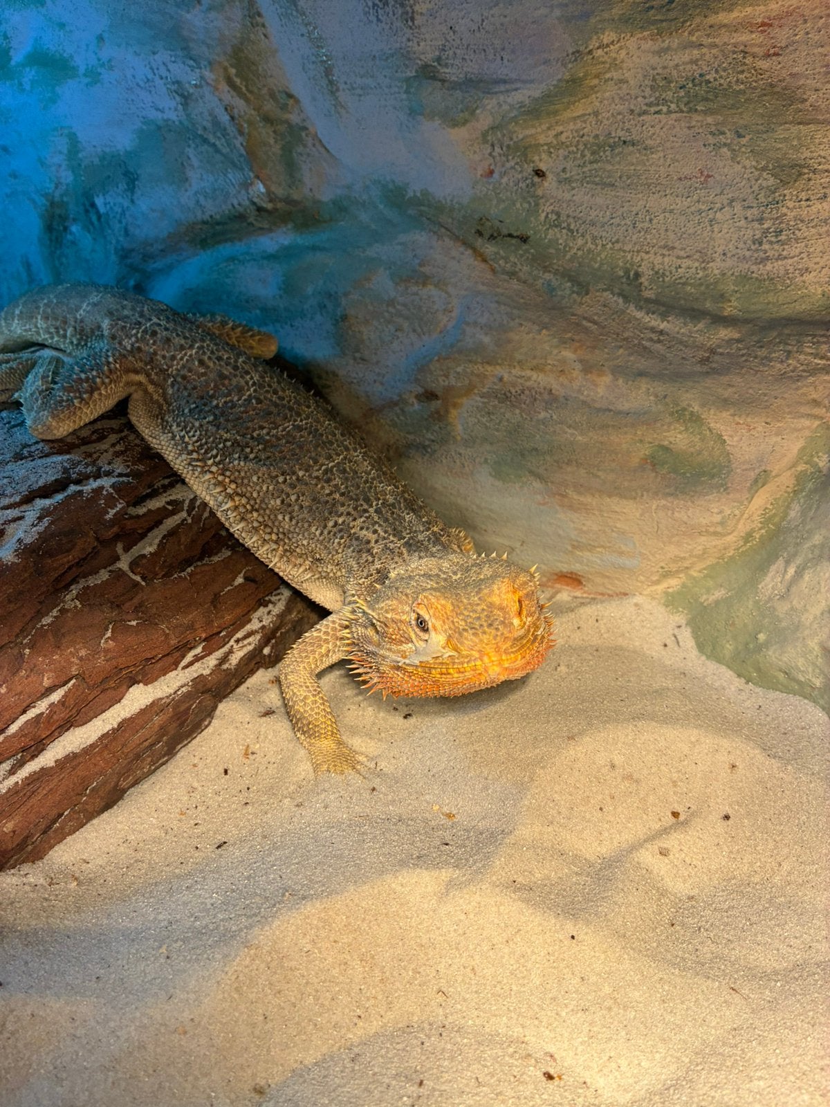 Baardagaam, Dieren en Toebehoren, Hagedis, Met terrarium, 3 tot 6 jaar