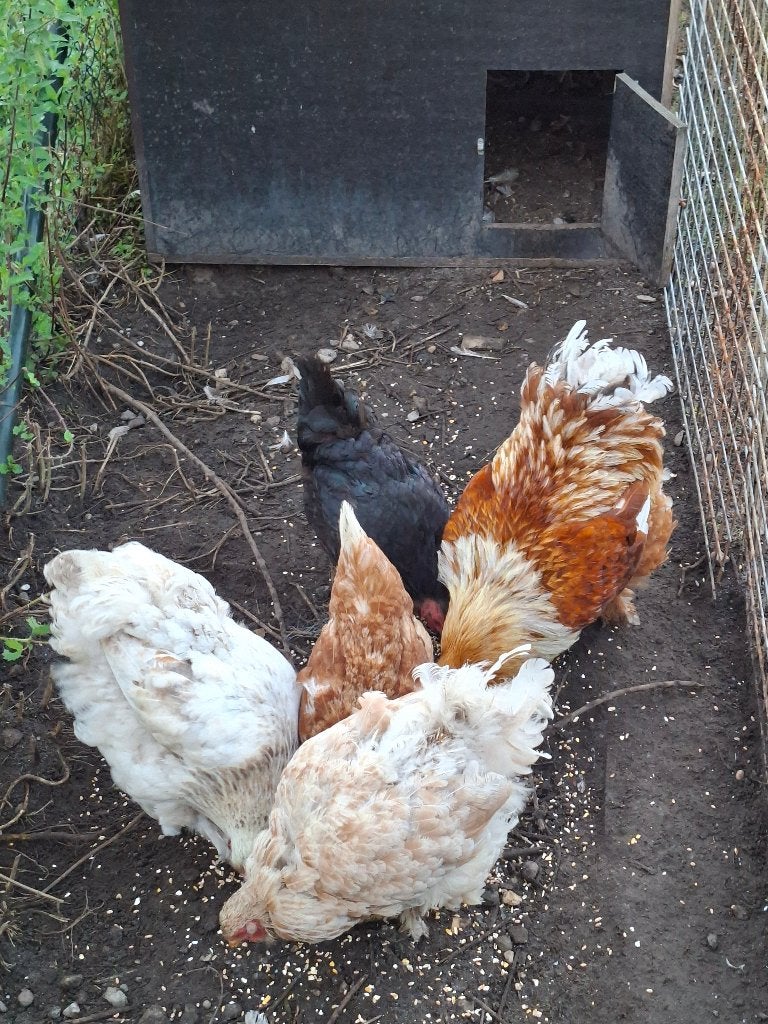 Kippen, Plusieurs animaux, Poule ou poulet